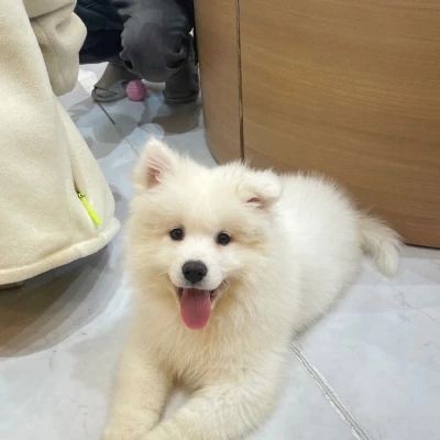 念願のサモエド‎🤍‎🤩