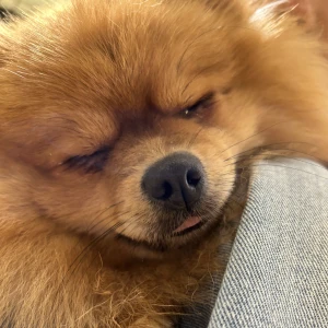 くるみです〜〜🐿🧡の写真1枚目