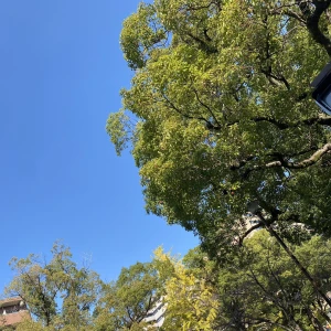 久しぶりにいいお天気ですね☀️の写真1枚目