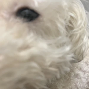 こんばんは、ぽちです🐾の写真1枚目