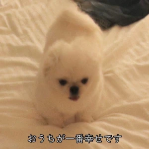 こんにちわん(ᐡ´• ·̫•)ﾉ みゆです！の写真1枚目