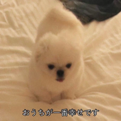 こんにちわん(ᐡ´• ·̫•)ﾉ みゆです！