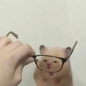 今日もいるよい😽🙌の写真1枚目