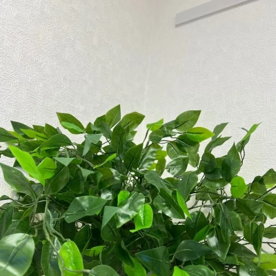 ‪🌱‬