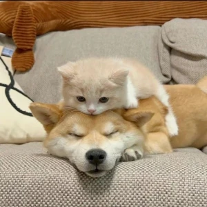 12.19 犬派？🐶🐾猫派？🐱♥️の写真1枚目