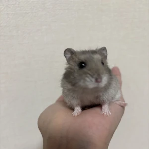 今日はアラームかけるの忘れて起きたら13時だったよ〜'.-~-)::の写真1枚目