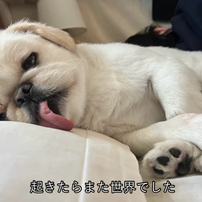 こんばんわぬわぬ！みゆですわぬ！