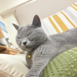 🐈‍⬛🎀の写真1枚目