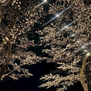 さくらさくら🌸の写真1枚目