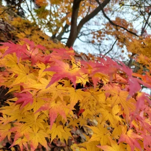 おはようございます🌞😊🌞の写真1枚目
