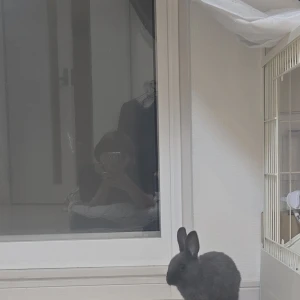 🐰の写真1枚目