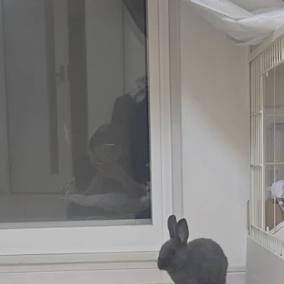 🐰
