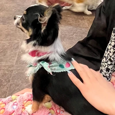 癒し🐶