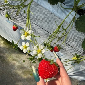 いーちごいちごの写真1枚目