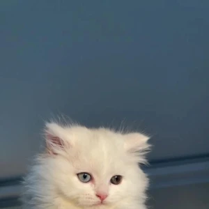 4.22の写真1枚目
