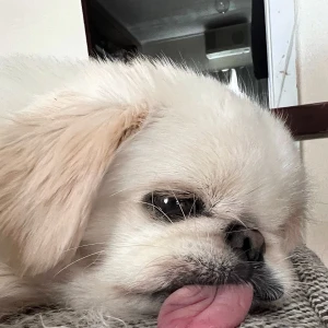 こんにちわん！みゆでし( •̀ω•́ゞ)✧ﾋﾞｼｯ!!の写真1枚目