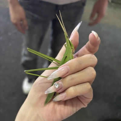 昨日はかなりでかめなバッタ見つけた🦗