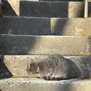 猫さん🐈‍⬛の写真1枚目