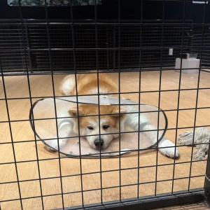 しゅの写真2枚目