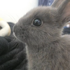 🐰の写真1枚目