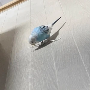 6/2の写真1枚目