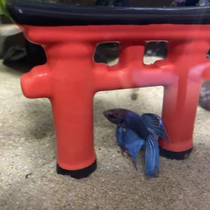 おはよーの写真1枚目