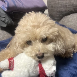 こんばんわ！ハナです！の写真1枚目