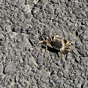 🦀🦀の写真1枚目