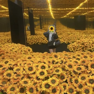 💛🌻🌻🌻ひまわり畑🌻🌻🌻💛の写真1枚目