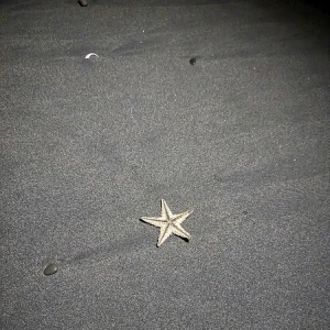 ヒトデ⭐️の写真1枚目
