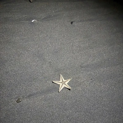 ヒトデ⭐️