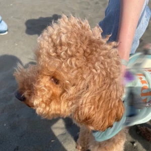 海デビュー🐶㊗️の写真1枚目