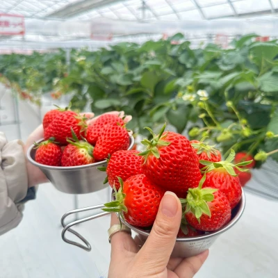 この間いちご狩りに行ってきた‼️