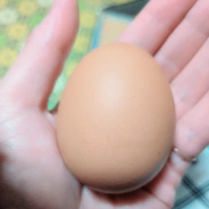 ゆで卵もらったので帰ります❗️の写真1枚目