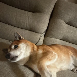 🐕の写真1枚目