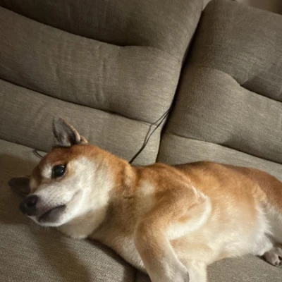 🐕