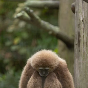 今日は愛してやまない愛犬を焼き殺す夢を見て、夢の中で大号泣して過呼吸になったら現実でも息できなくなって心臓ドキドキしちゃって朝から苦しかったlll_ _...の写真1枚目