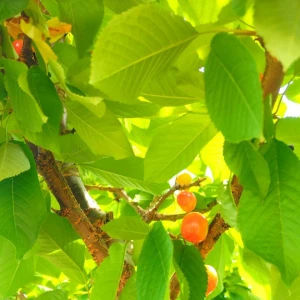 🍒🍒の写真1枚目