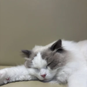 がががが‎🤍の写真1枚目