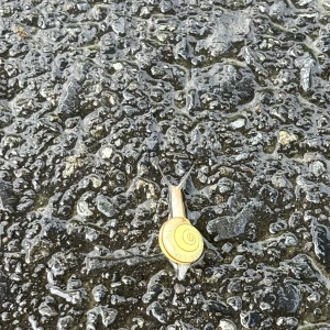 昨日も結構飲んだ〜の写真1枚目