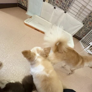 猫カフェに癒されてきた🐈の写真1枚目