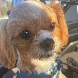 1127🐶の写真1枚目