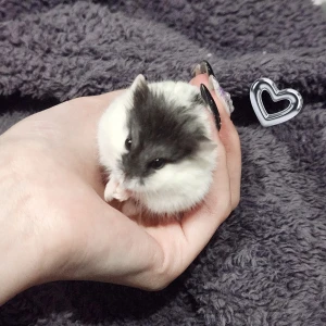 今日はオープンから🐸の写真1枚目