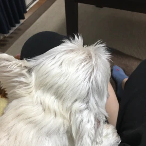 こんばんは❕の写真1枚目