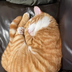 🐱ྀི8.3🐱ྀིの写真1枚目