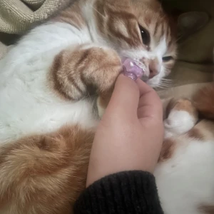 一緒に寝てくれるねこたんの写真1枚目