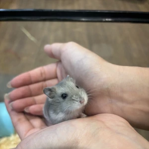 今日は運命的な出会いがあって新しい家族迎えました💕💕の写真1枚目