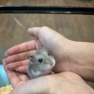 今日は運命的な出会いがあって新しい家族迎えました💕💕