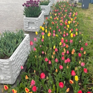 🌷の写真1枚目