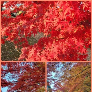 紅葉🍁の写真3枚目